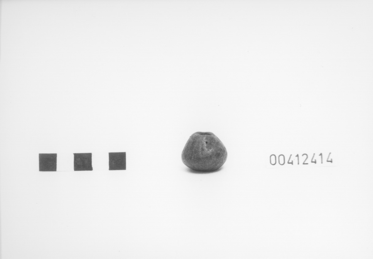 Fuseruola troncoconica 