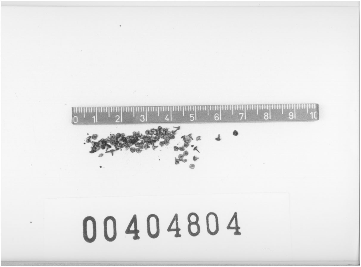 Chiodini/ serie (Seconda metÃ, Prima metÃ VII a.C, VI a.C)