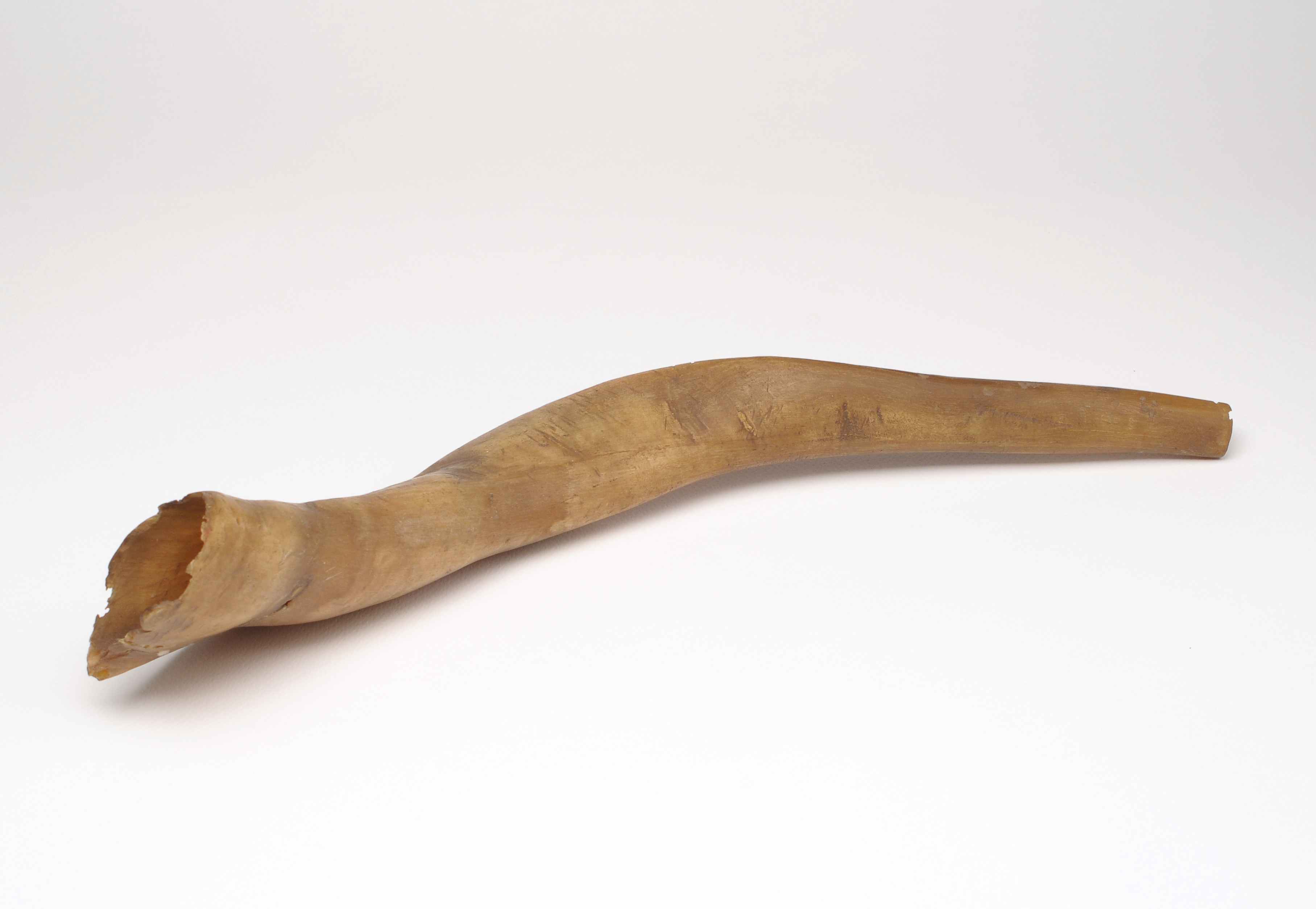 shofar - manifattura livornese (sec. XIX)