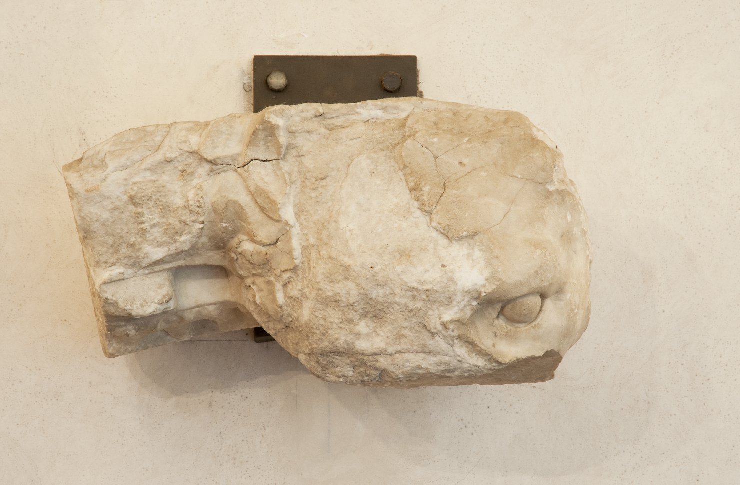 testa di animale (chiave d'arco, frammento) di Nicola Pisano (bottega) (terzo quarto sec. XIII)