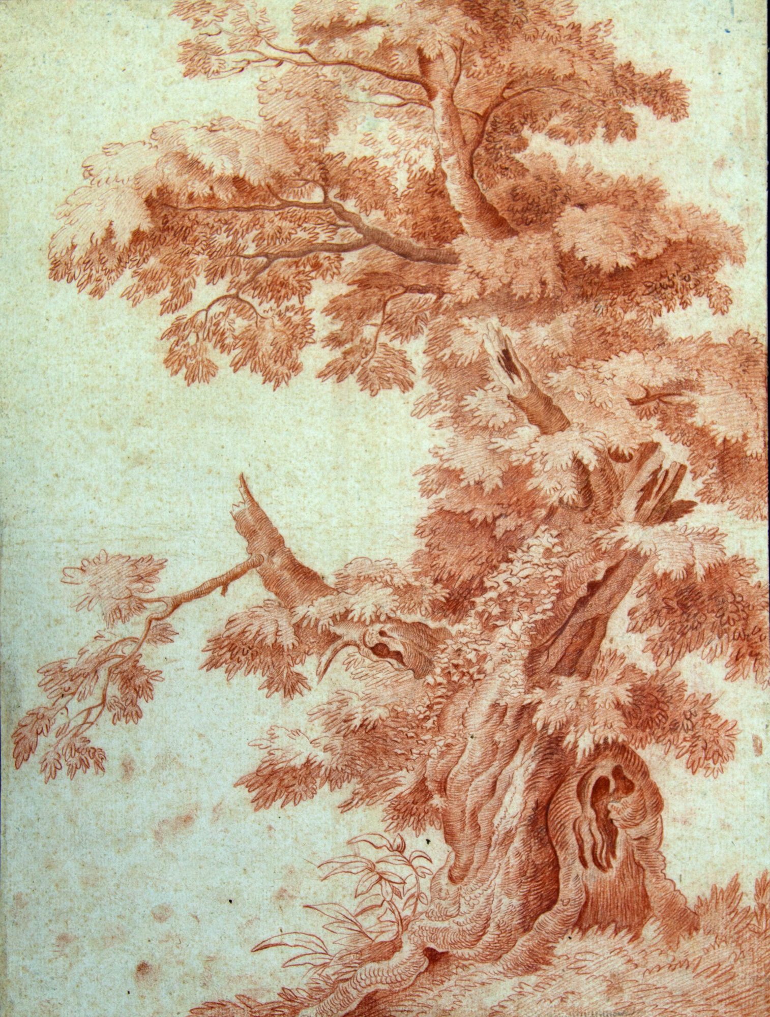 Albero, Albero (disegno, elemento d'insieme) - produzione italiana (sec. XVI)