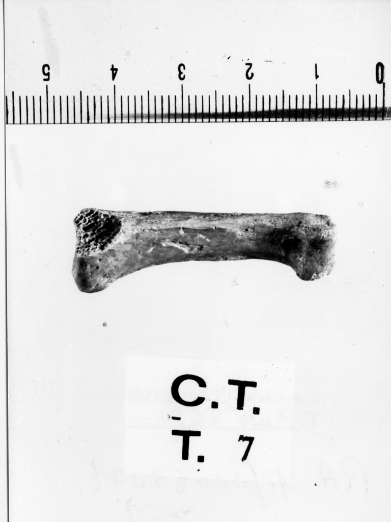 osso animale - deposizione longobarda (prima metà sec. VII d.C)