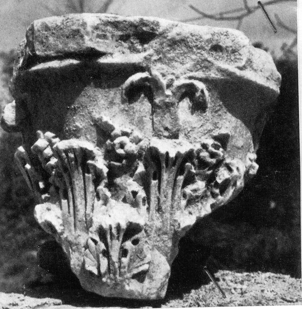 capitello (fine/ inizio non determinabile secc. II d.C.-III d.C)