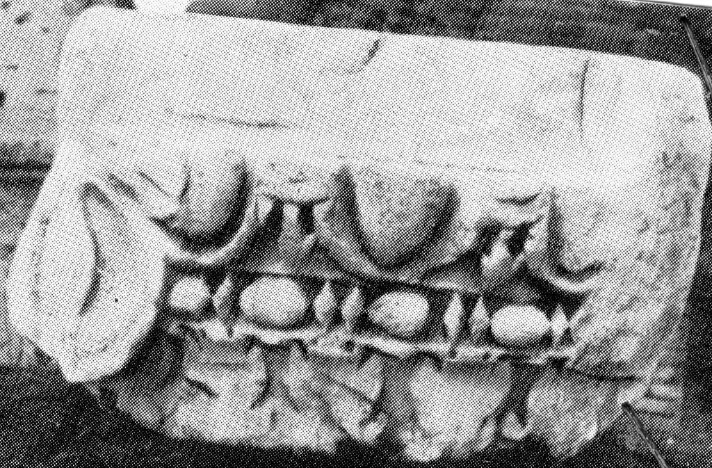 capitello ionico (non determinabile)