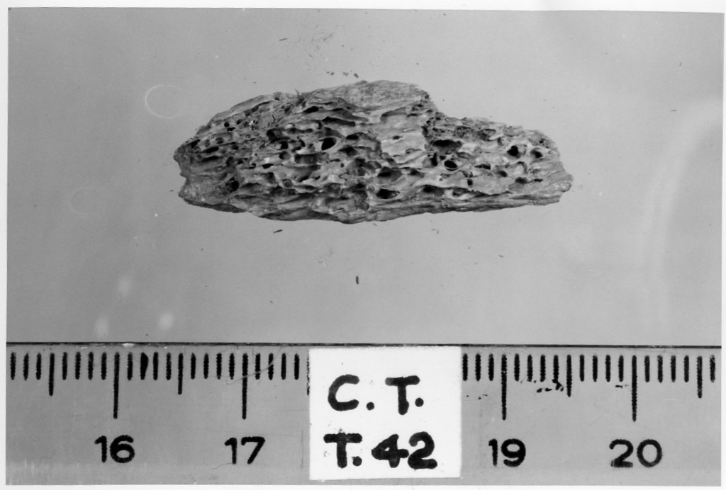 osso animale - deposizione longobarda (prima metà sec. VII d.C)