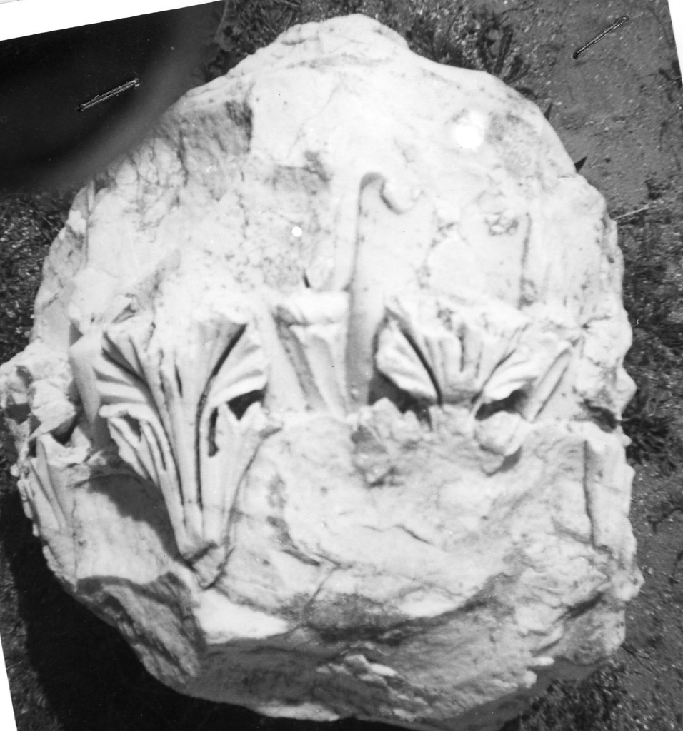 capitello corinzio (non determinabile)