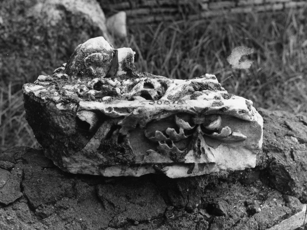 cornice angolare (ultimo quarto sec. I d.C)