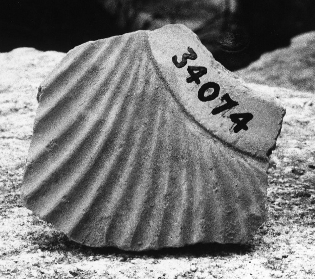 contenitore (non determinabile)