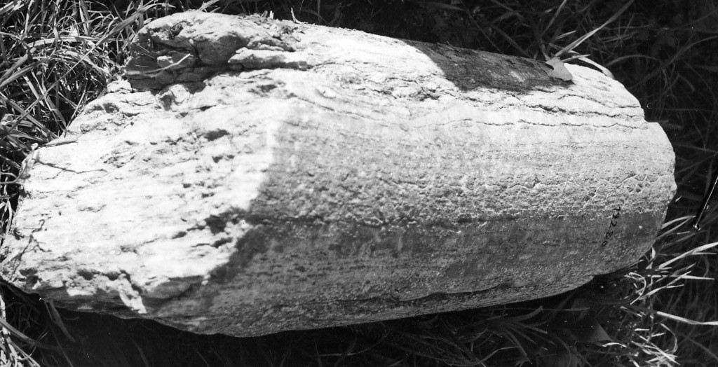 colonna (non determinabile)