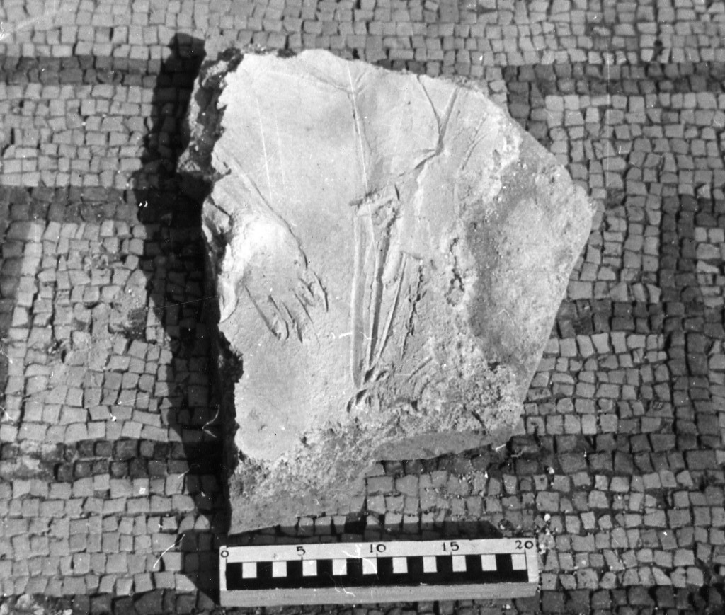 elemento decorativo (non determinabile)