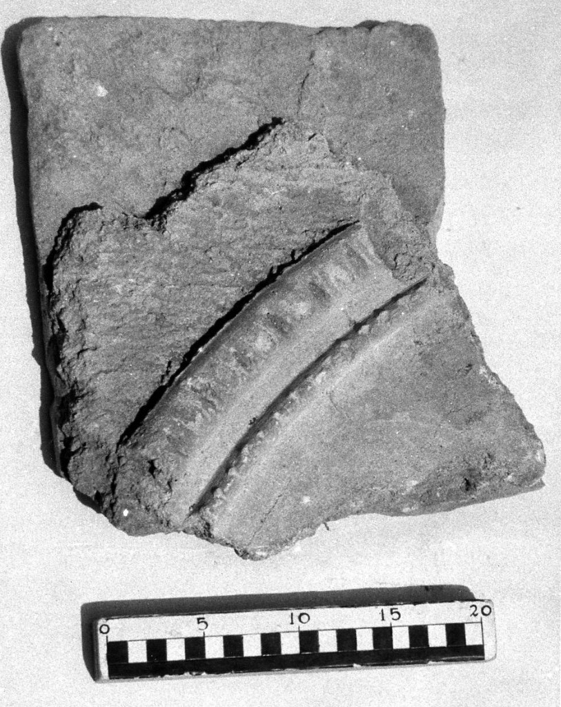 elemento decorativo (non determinabile)