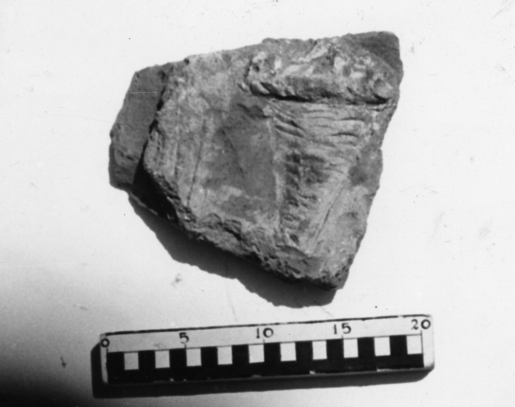 elemento decorativo (non determinabile)