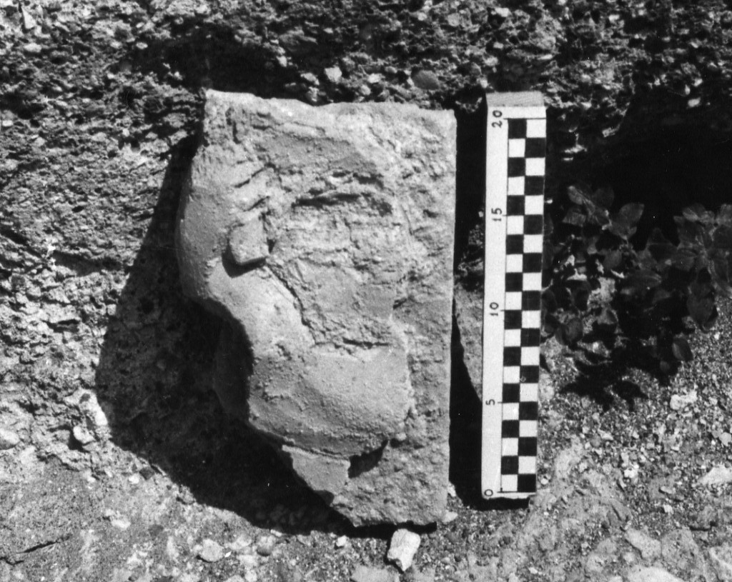 elemento decorativo (non determinabile)