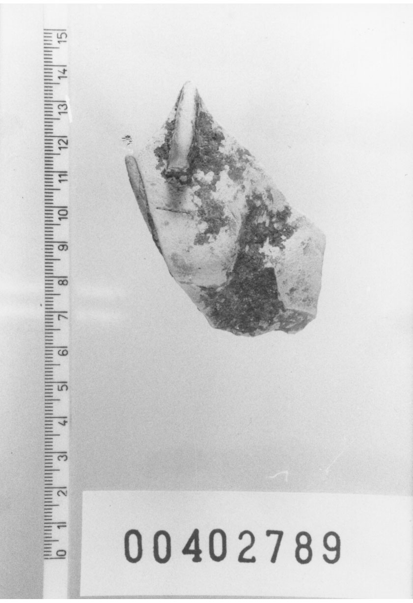 Figura maschile (Testa) (II a.C. (?))