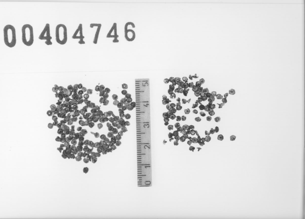 Chiodini/ serie (Seconda metÃ, Prima metÃ VII a.C, VI a.C)