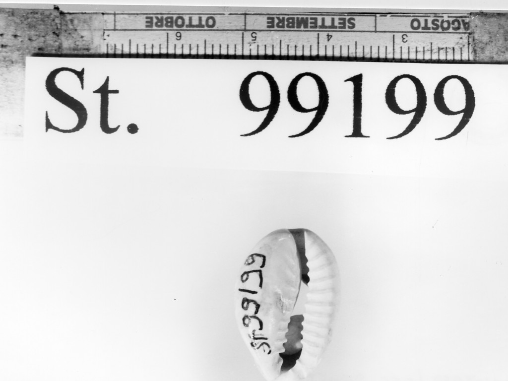 conchiglia (sec. V a.C)