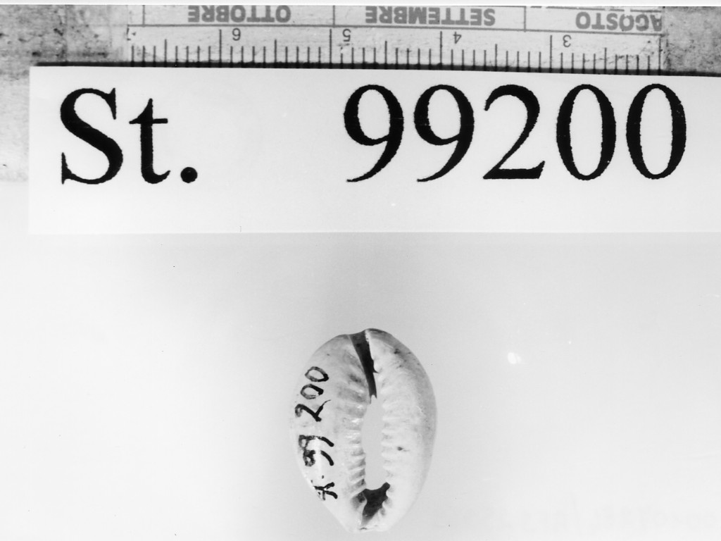 conchiglia (sec. V a.C)