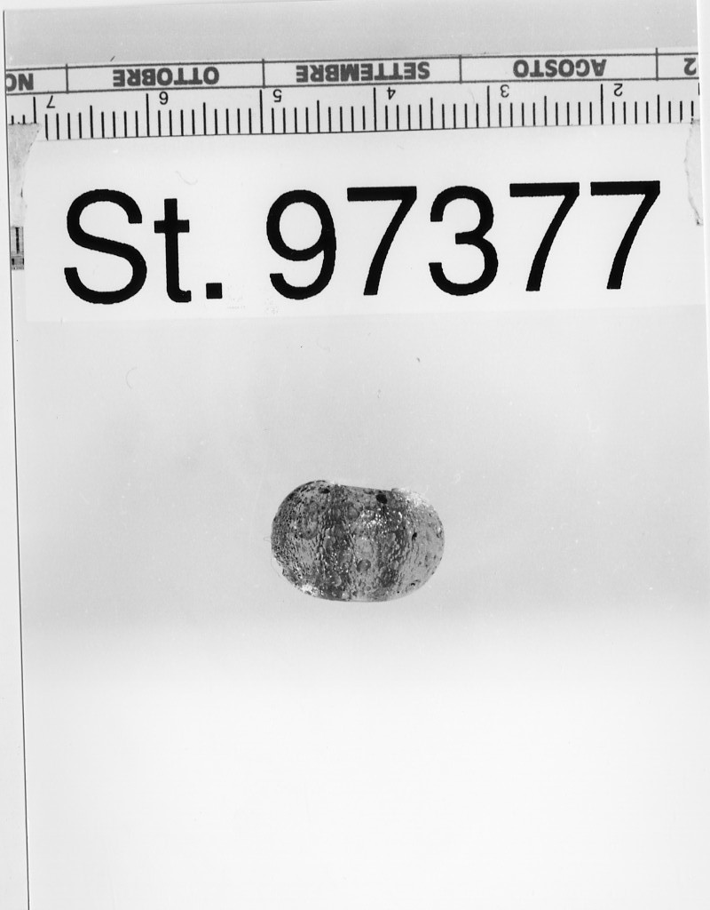 vago, Gambacurta 1987, tipo A - produzione etrusco-padana (sec. V a.C)