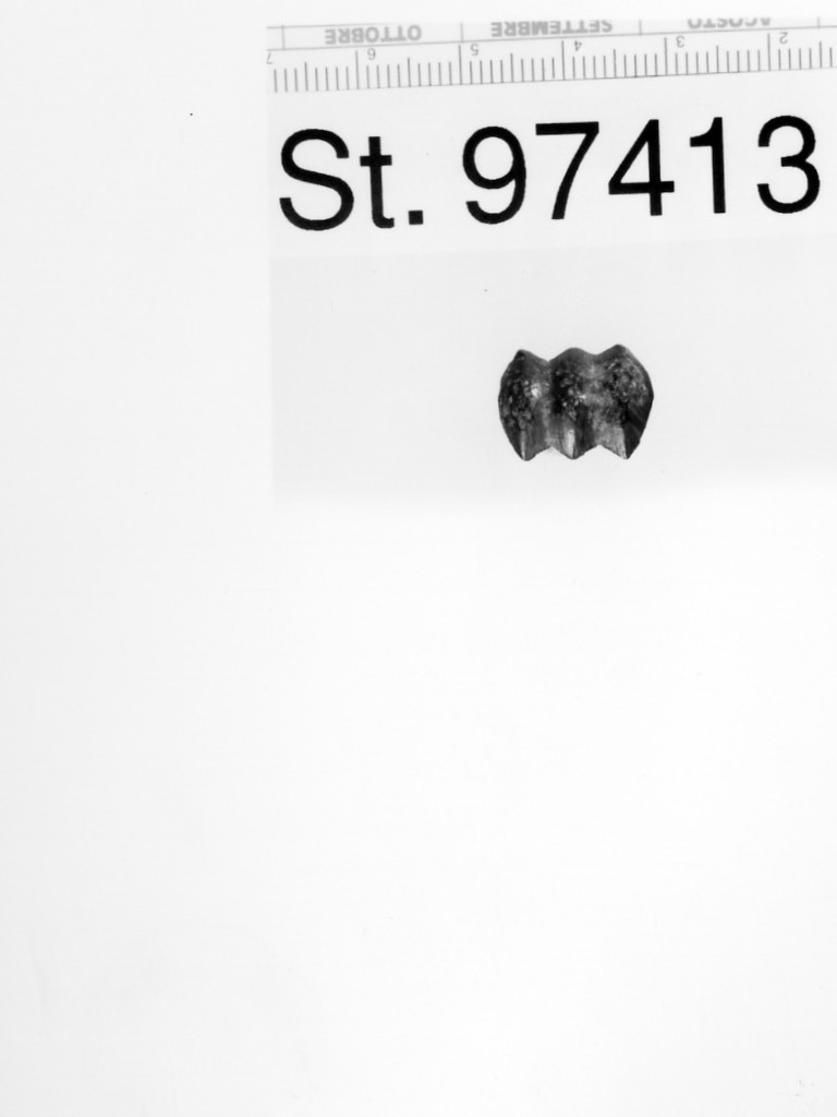 bottone - ambito ligure (?) (sec. III a.C)