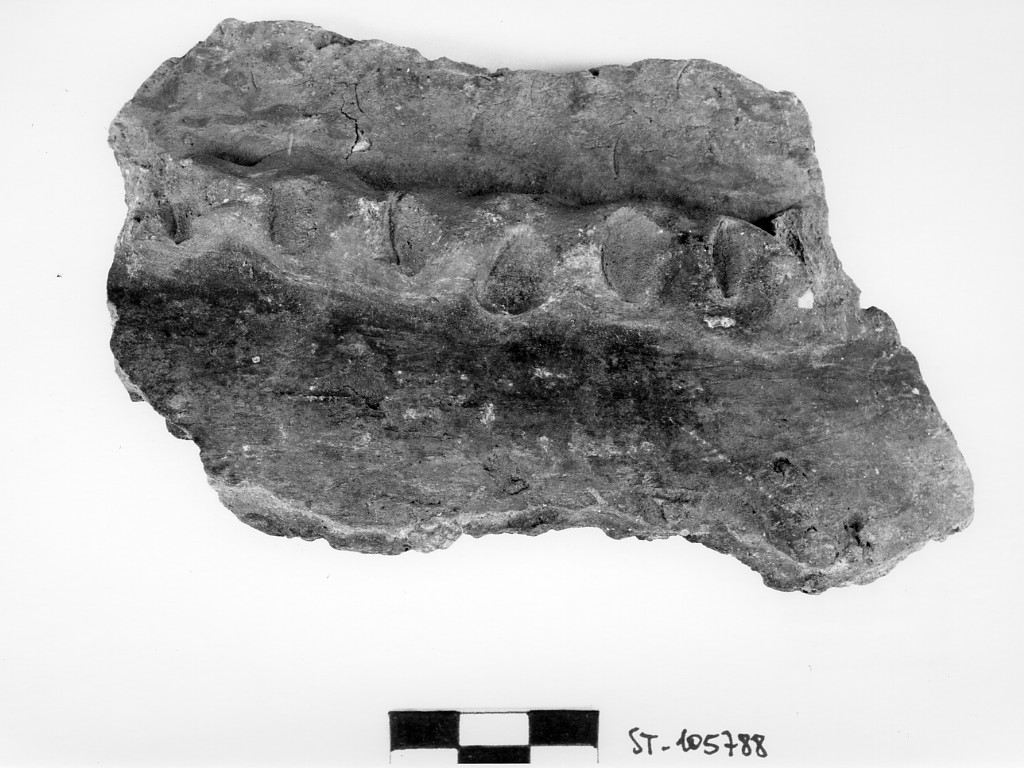 olla (?)/ frammento (Età del Bronzo)