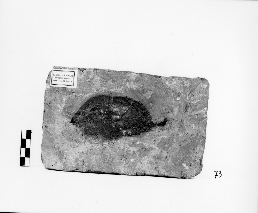 fossile di pesce (Eocene)