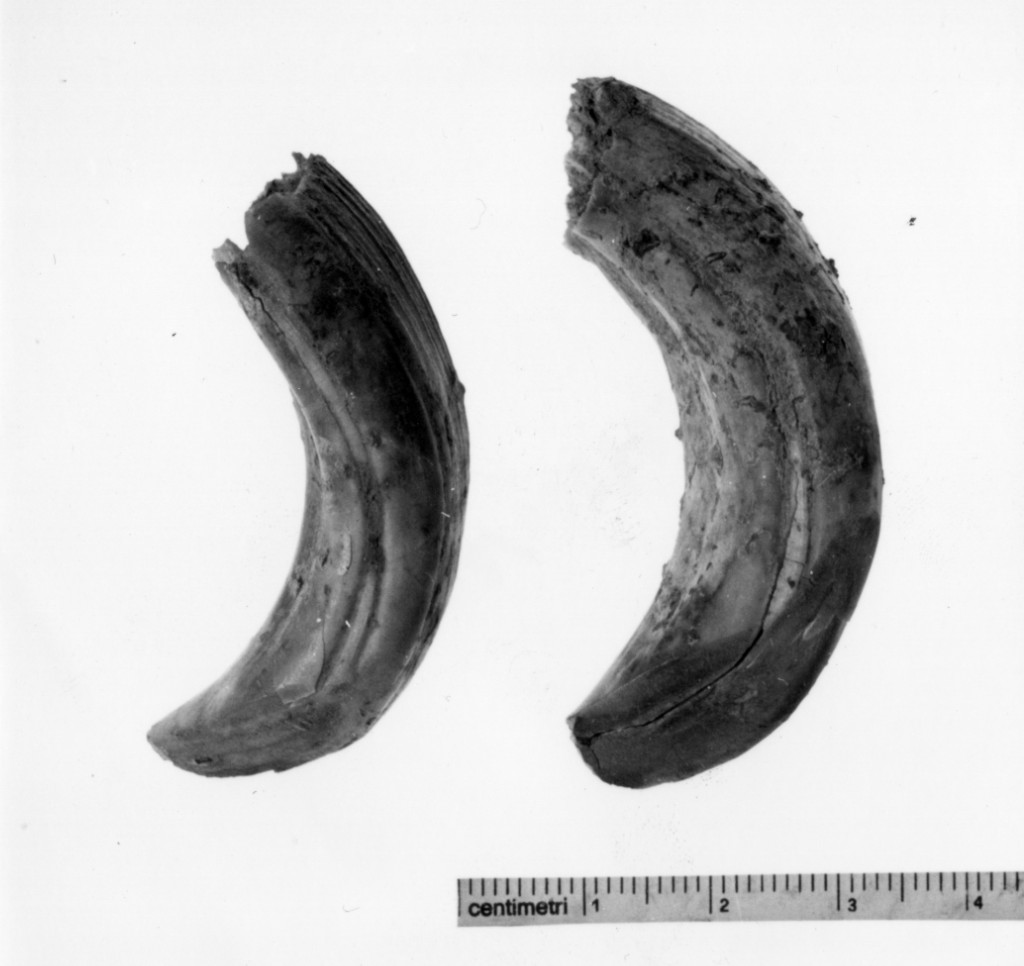 zanne - produzione terramaricola (età del bronzo medio o recente)