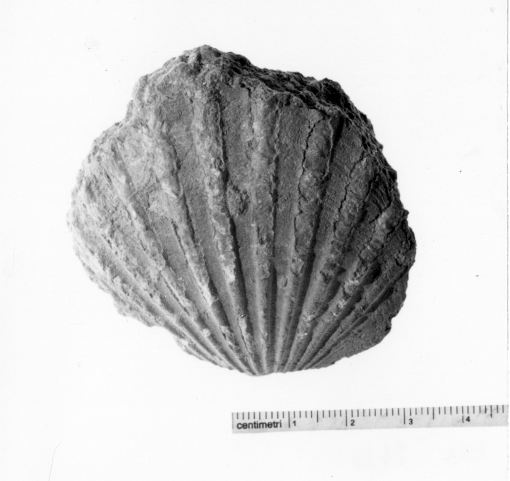 pecten fossile - cultura terramaricola (età del bronzo recente)