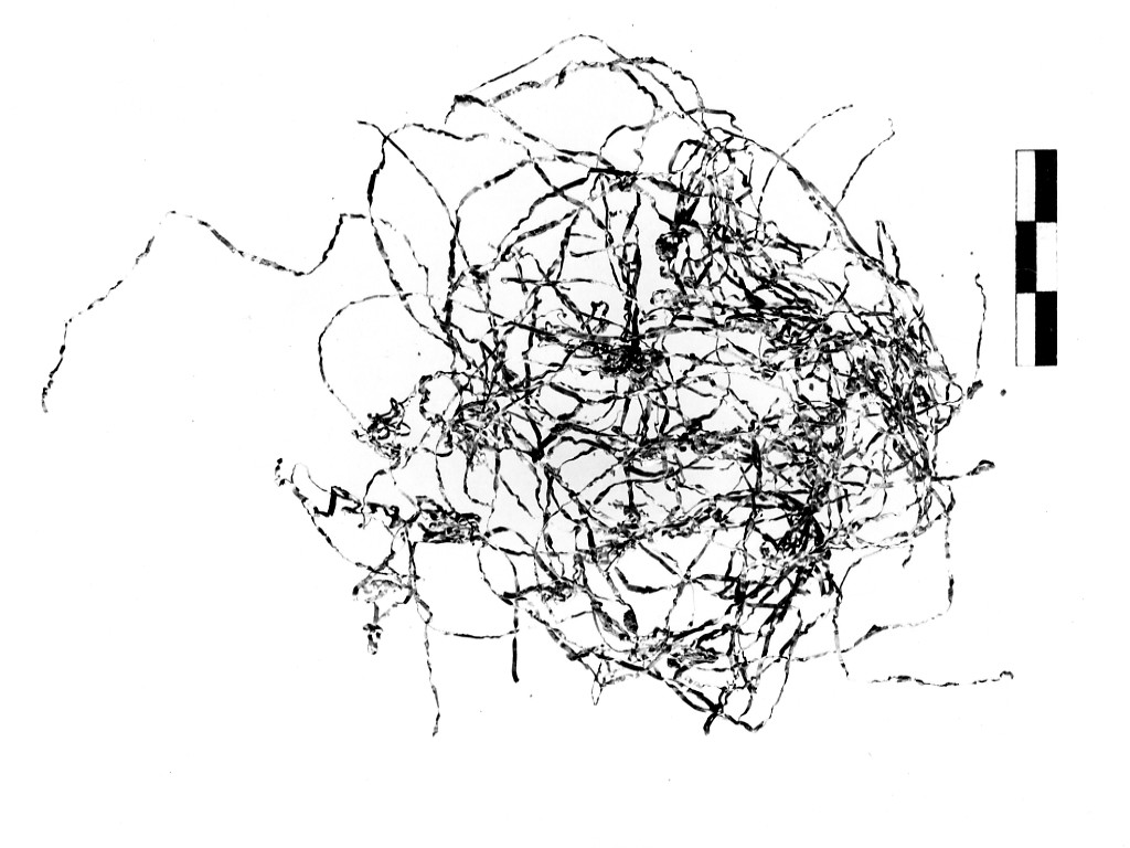 tessuto (seconda metà sec. VII d.C)