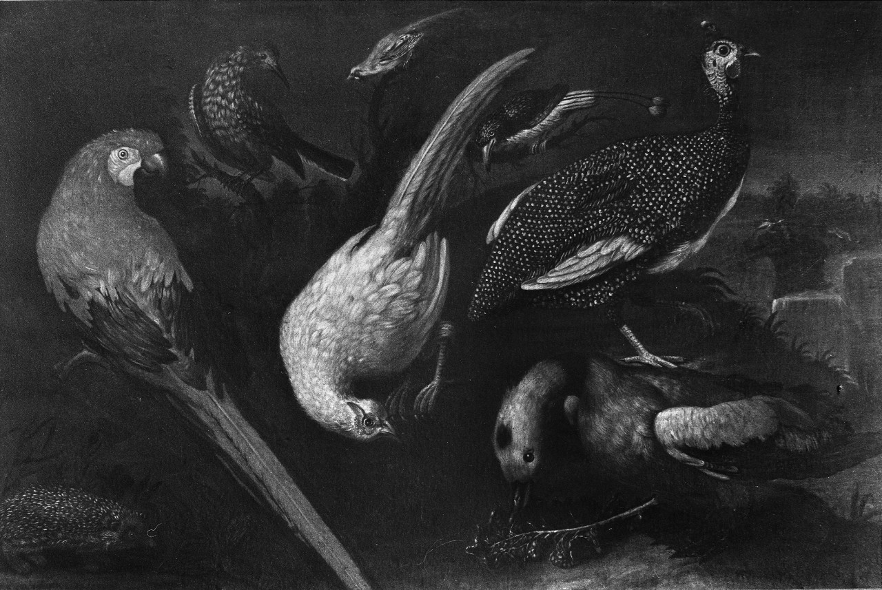 Pappagallo con una beccaccia, una faraona, un germano, un riccio e altri tre uccelli (dipinto) di Scacciati Pietro Neri (attribuito) (prima metà sec. XVIII)