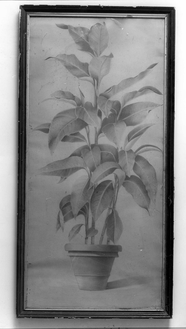 vaso con pianta (disegno) - ambito fiorentino (prima metà sec. XX)