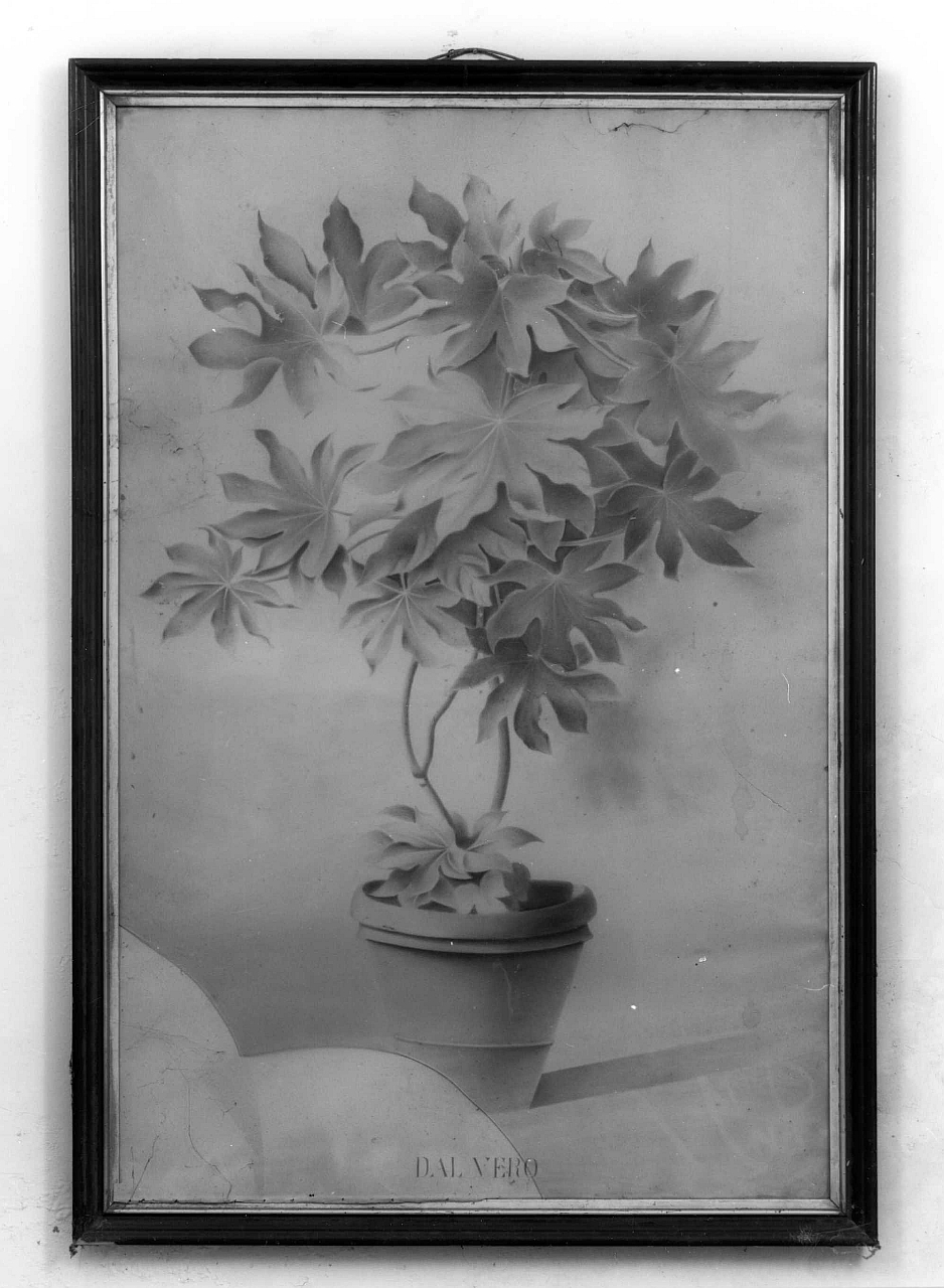 vaso con pianta (disegno) - ambito fiorentino (prima metà sec. XX)