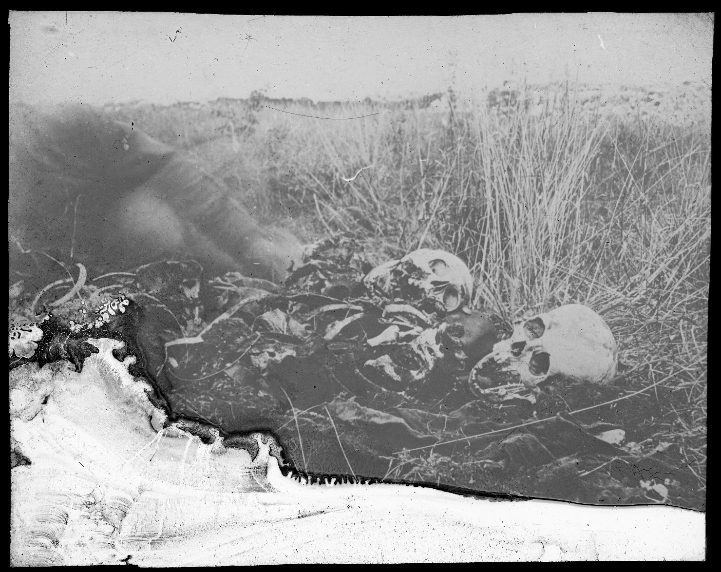 Teschi (positivo) di Anonimo (XX)