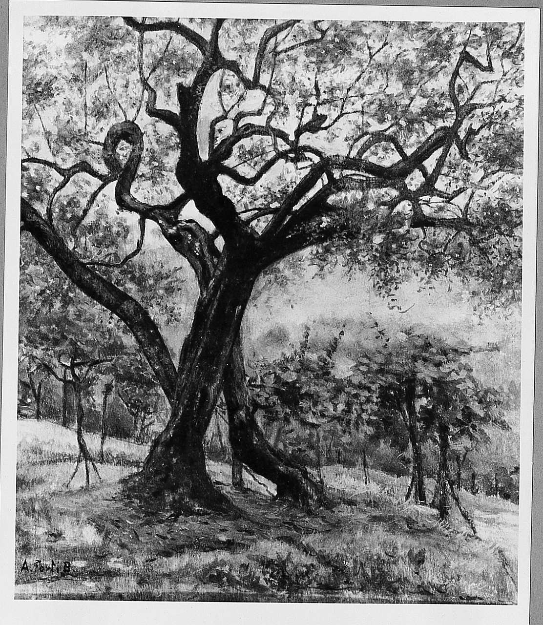 Ulivi, paesaggio con alberi (dipinto) di Forti Adolfo (sec. XX)