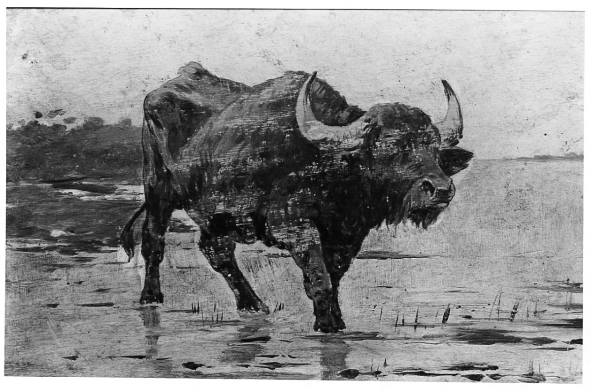bufalo (dipinto) di Raggio Giuseppe (seconda metà sec. XIX)