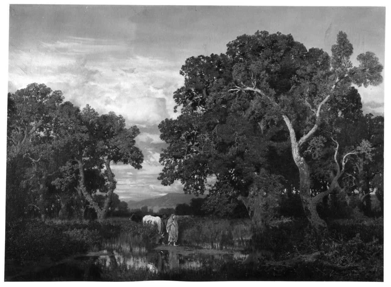 Un bosco in Maremma al tramonto, paesaggio con alberi (dipinto) di Senno Pietro (seconda metà sec. XIX)