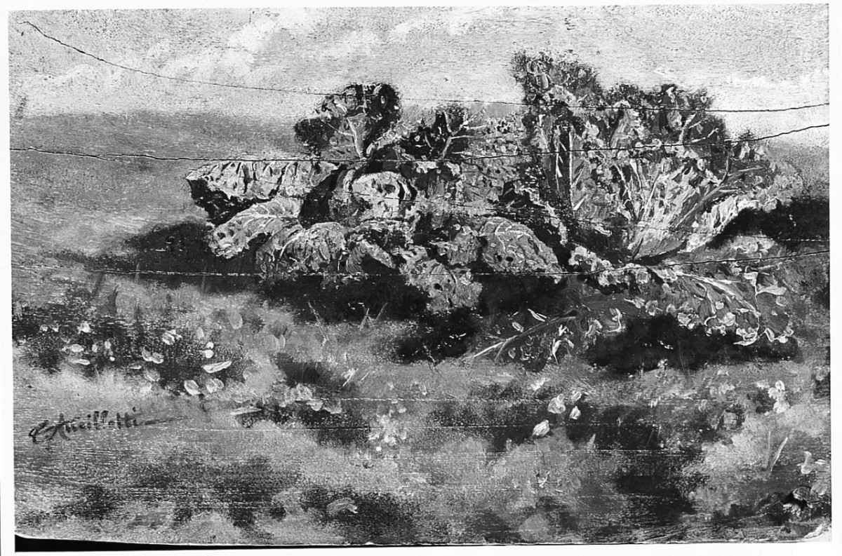 cavoli (dipinto) di Ancillotti Torello (sec. XIX)