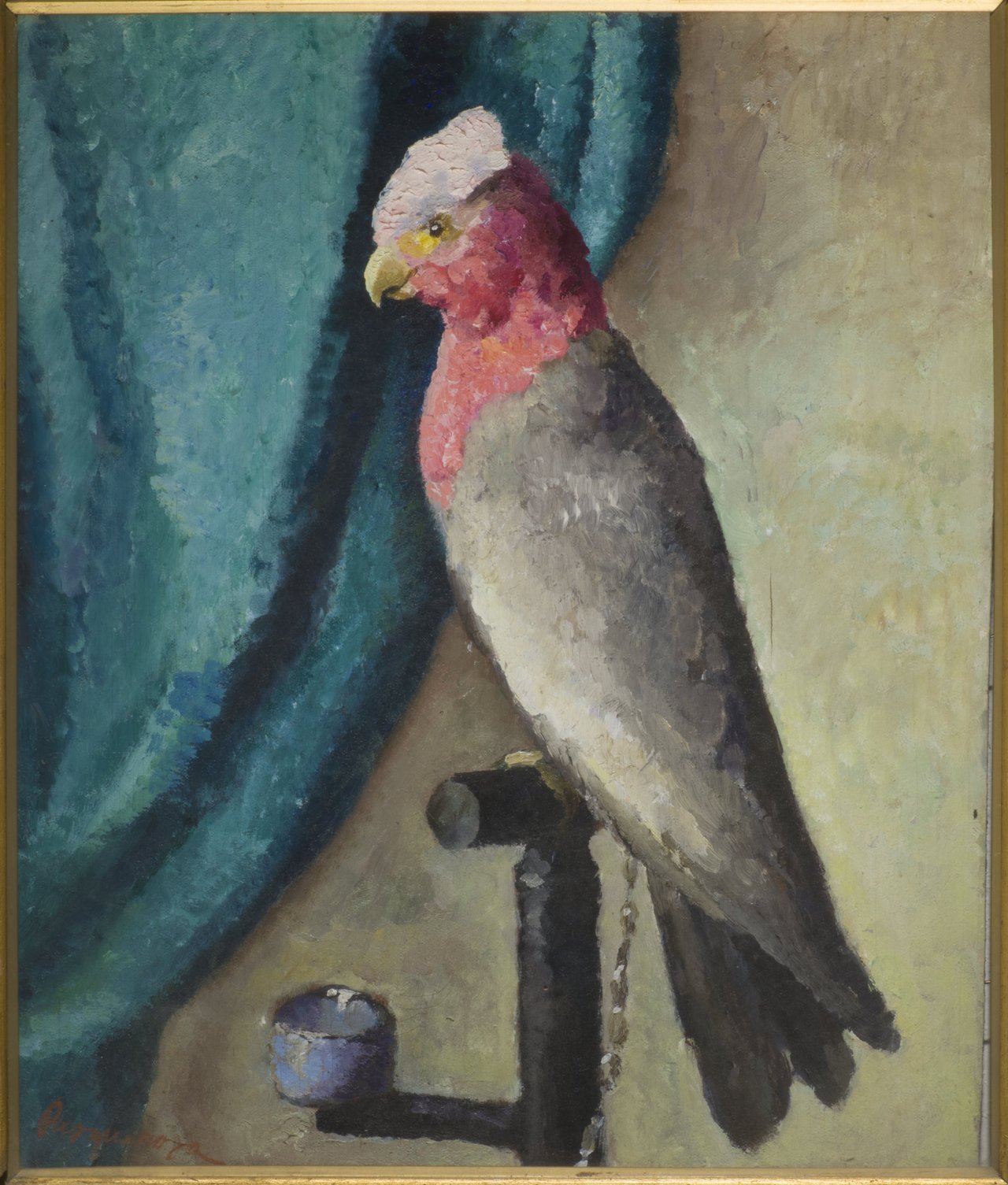 Pappagallo, animali (dipinto) di Bertoletti Marcelli Pasquarosa (sec. XX)