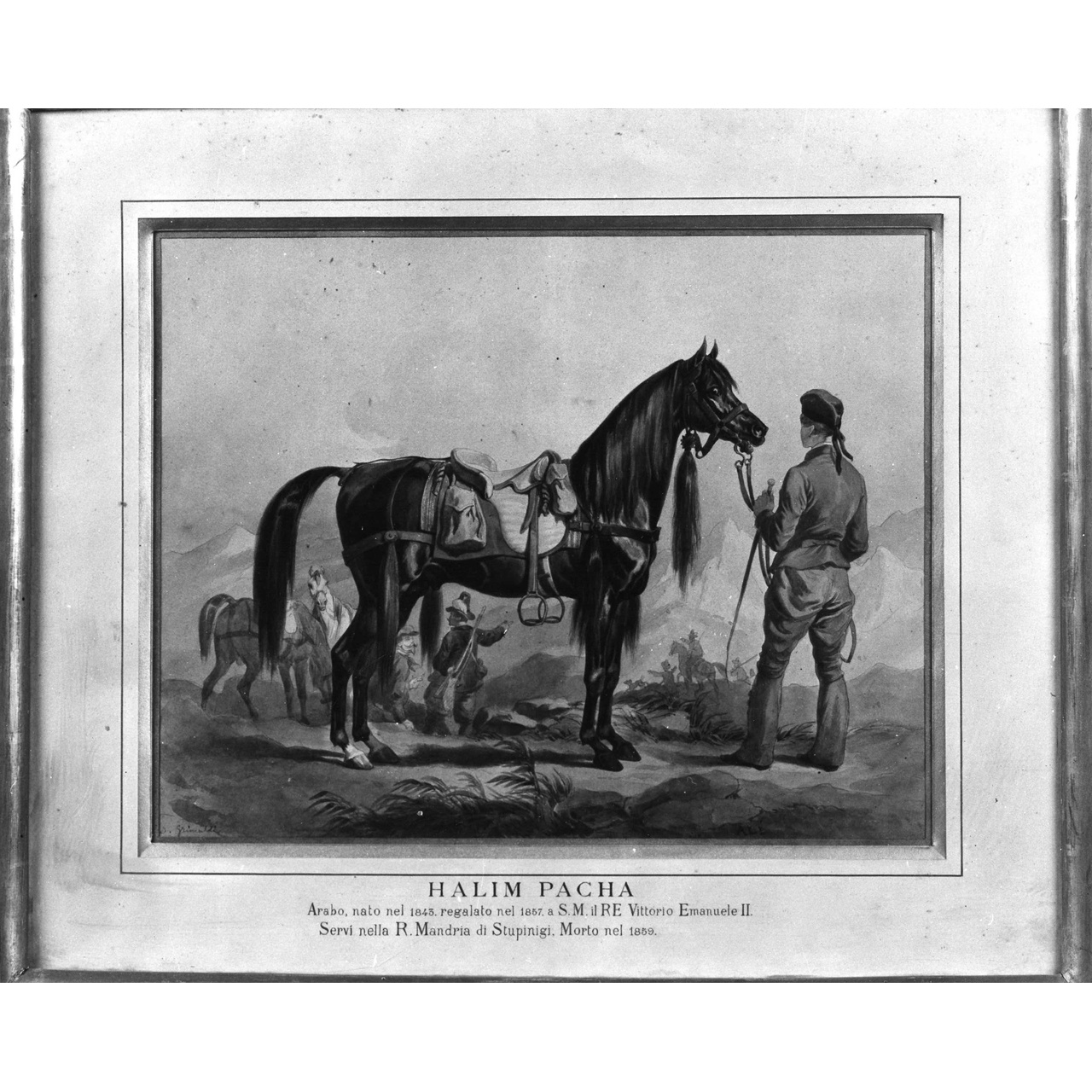 ritratto del cavallo Halim Pacha (dipinto) di Grimaldi Stanislao (metà sec. XIX)