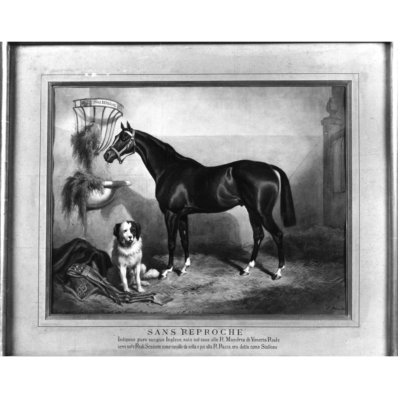 ritratto del cavallo Sans Reproche (dipinto) di Grimaldi Stanislao (terzo quarto sec. XIX)