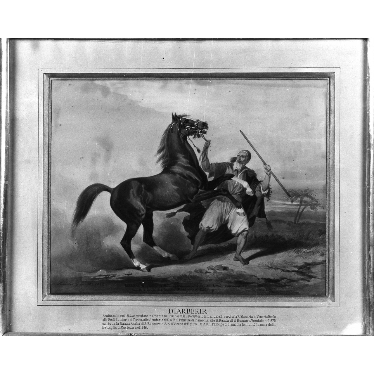 ritratto del cavallo Diarbekir (dipinto) di Grimaldi Stanislao (terzo quarto sec. XIX)