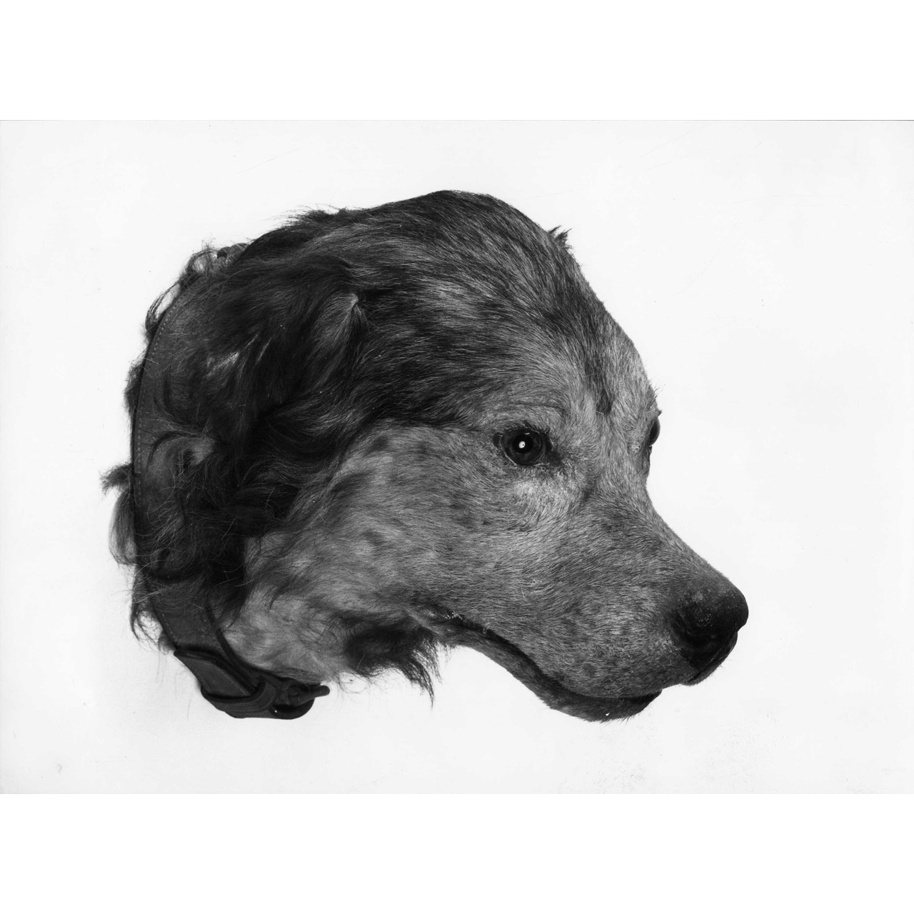 testa di cane (animale imbalsamato) - bottega italiana (seconda metà sec. XIX)