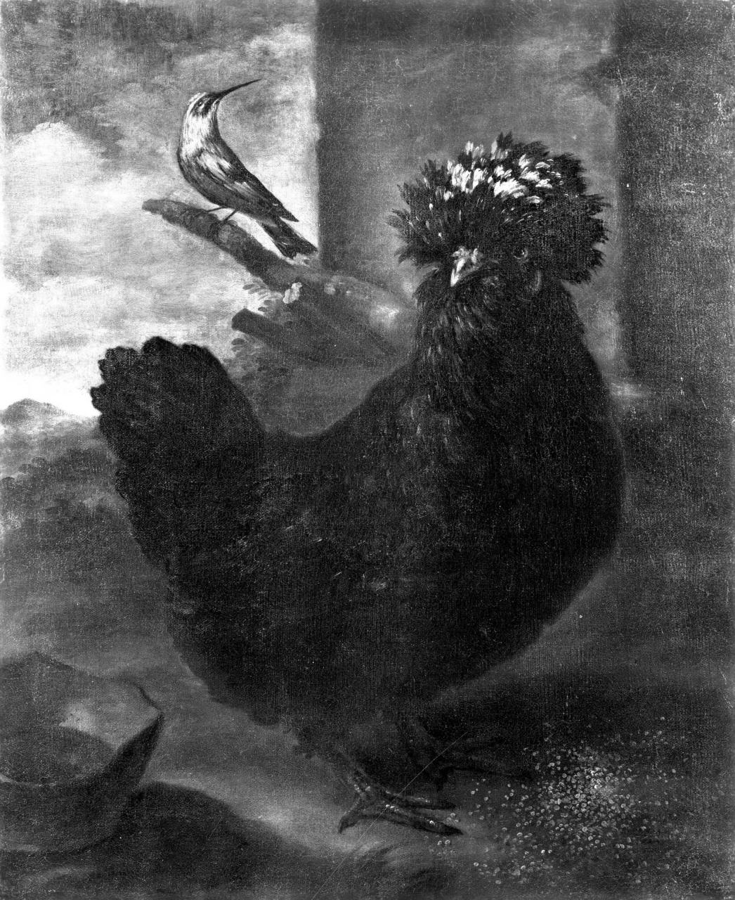 gallina nera (dipinto) di Bimbi Bartolomeo (primo quarto sec. XVIII)