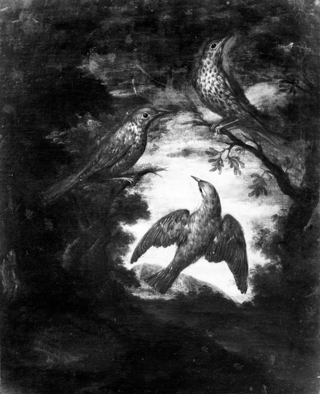 animali e uccelli (dipinto) - ambito fiorentino (primo quarto sec. XVIII)