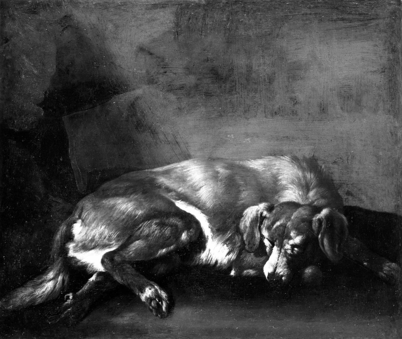 cane che dorme (dipinto) - ambito fiorentino (sec. XVII)