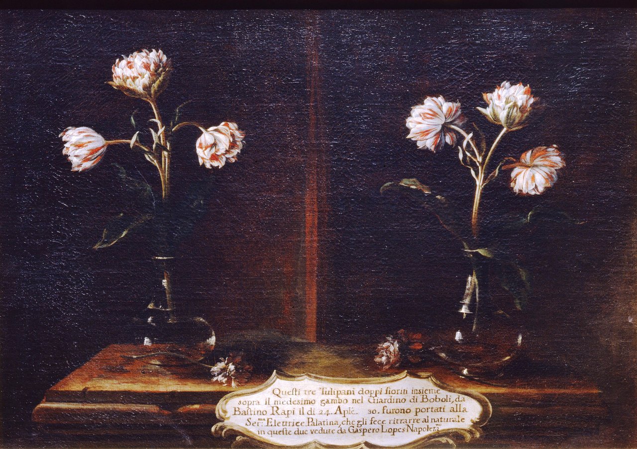 natura morta con tulipani (dipinto) di Lopez Gaspare detto Gaspare dei Fiori (secondo quarto sec. XVIII)
