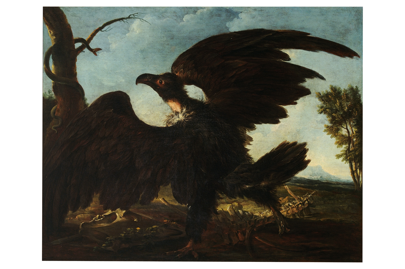 avvoltoio con scheletro e serpente (dipinto) di Bimbi Bartolomeo (sec. XVIII)