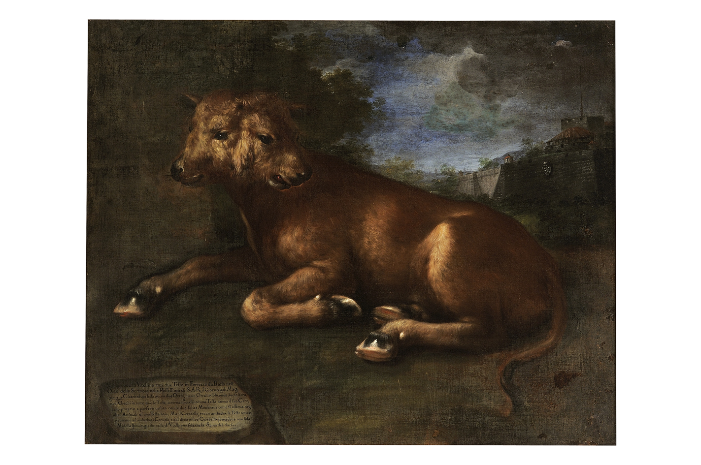 vitella con due teste (dipinto) di Bimbi Bartolomeo (sec. XVIII)