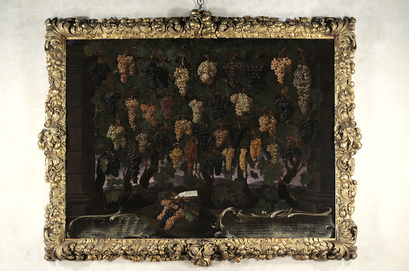 natura morta con uva (dipinto) di Bimbi Bartolomeo (sec. XVIII)