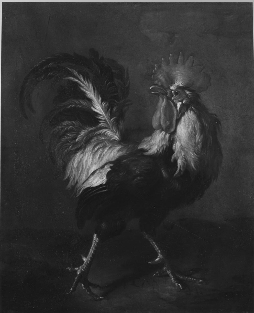 gallo (dipinto) di Cassana Giovanni Agostino (sec. XVII)