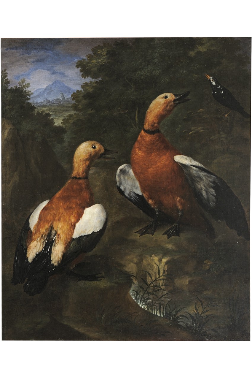 uccelli (dipinto) di Bimbi Bartolomeo (sec. XVIII)